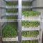 Green house hydroponic system solar hydroponic greenhouse hydroponic shipping container