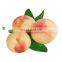 100% Natural Organic Peach Extract Powder
