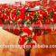 Christmas Polyester New Design Ready Made Table Cloth                        
                                                                Most Popular