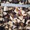 Shiitake in brine
