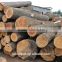 White birch logs, Baltic Birch logs, Latvia Birch logs                        
                                                Quality Choice