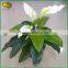 home decorations evergreen artificial bonsai plants for sale
