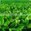 Tissue Culture Banana Plants - Sheel Biotech Limited