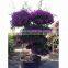 Bougainvillea outdoor bonsai wholesale