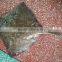 frozen raja radiata whole round skate fish