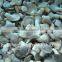 Fresh frozen pleurotus mushroom