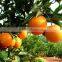 fresh orange for sale in china