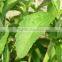 Stevia Powder Healthy Stevia Rebaudioside