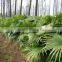 Ornamental Plant Livistona Chinensis