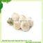 fresh normal white garlic offer