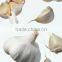 Allicin 1-6% Best Quality Garlic Extract