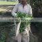 Hybrid Radish Mino Early Long White Seeds