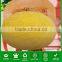 SM18 Jindi f1 hybrid hami melon seeds for planting, hybrid melon seeds