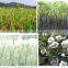 Plant extract liquid bio fertilizer plant growth regulators