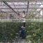 Chian Xinhe Large Multi-span Glass Greenhouse Commercial Greenhouses