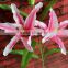 Home decor flower arranging accessories realistic lily artificial silk flowers