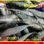 FROZEN SHORT BODY MACKEREL WHOLE ROUND