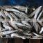 Frozen Sardine Fish