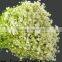 high quality export fresh cut flowers gypsophila Babybreath for wedding decoration from china