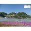 High Tunnel Greenhouses from China