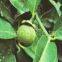 Garcinia Cambogia P.E.  HCA（rossonl@huacheng-biotech.com）