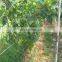 4x10m Green Anti Bird Netting Nylon Net Mesh For Fruit Crop Plant Tree Vineyard