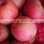 Top quality fresh qinguan apples class A pome fruits Agricultural products