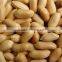 peanut exporters