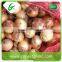 Egypt export fresh onion