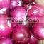 Fresh Peeled Onion for Exporting