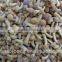 Greenhouse advanced production Cultivation fresh white button mushroom