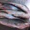 Frozen Grey Mullet Fish