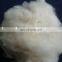 Dehaired and carded Cashmere Fiber Light Grey for india market