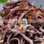 Sinocharm Healthy, fresh and delicious Frozen black fungus 20*20 mm China Frozen Silk Black Fungus