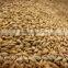 Best BARLEY from direct UKRAINE PRODUCER