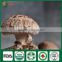Fresh Dry Organic Edibal Mushroom Cultivation China Supplier Seller Shiitake Mushroom Growing Kit for Farm Garden