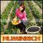 Huminrich Shenyang Leonardite Soluble Potassium Humate For Seeds Growth