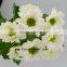 Festival Christmas Wedding Flowers Chrysanthemum Vietnam With 10 Stems/Bundle Flower Small Chrysanthemum With 0.5kg/Bundle Chrys