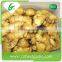 Chinese fresh ginger seeds for sale