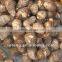 Fresh Taro Fresh Eddo Factory
