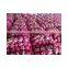Fresh dragon fruit