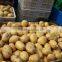 new crop fresh potatoes