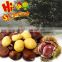 The best chinese species fresh chestnut