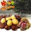 New crop bulk fresh chestnuts for sale, Shandong chestnuts,Taian chestnuts