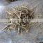 Chinese Best High Purity Bamboo Seeds For Growing