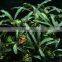Easy to breed foliage plant Bucephalandra