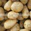 China 2015 new potatoes