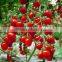 Xi hong shi zhong zi Latest seeds Tomato F1 For Greenhouse