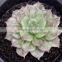 Echeveria Silver Prince Variegated, Decorative Plants Echeveria, Succulent Plants, Tropical