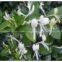 HoneySuchle Flowers Extract